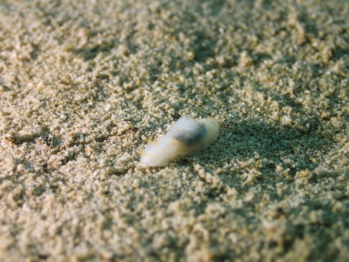 Gymnodoris sp.