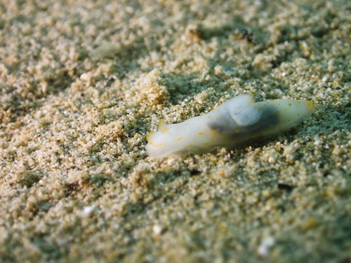 Gymnodoris sp.