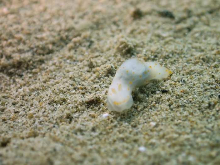Gymnodoris sp.