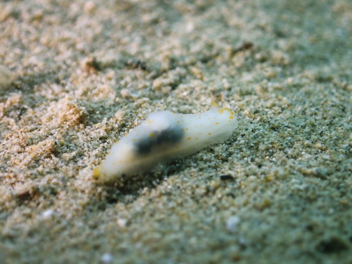 Gymnodoris sp.