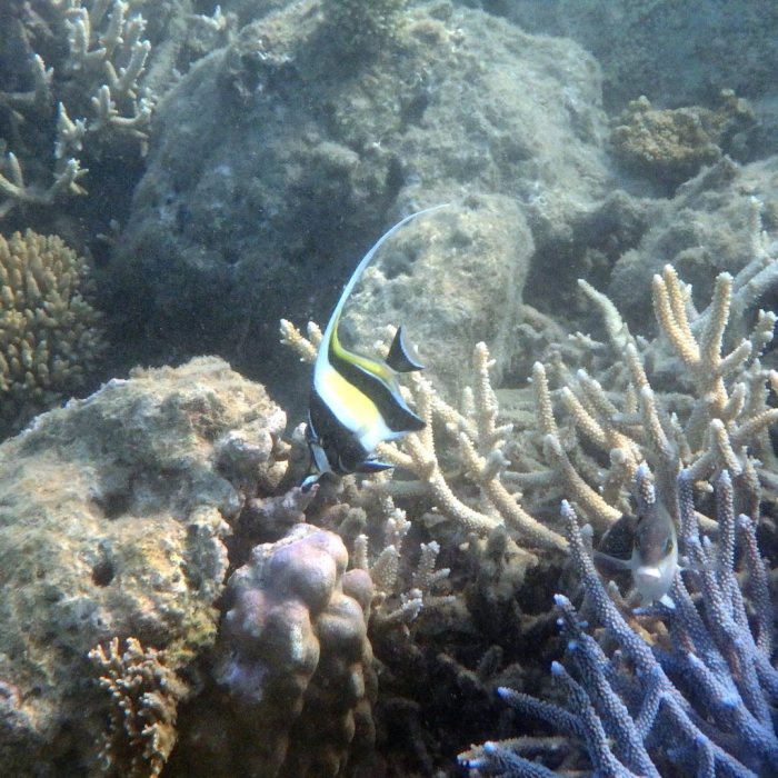Zanclus cornutus