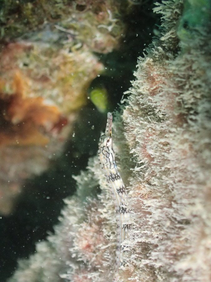 Corythoichthys haematopterus