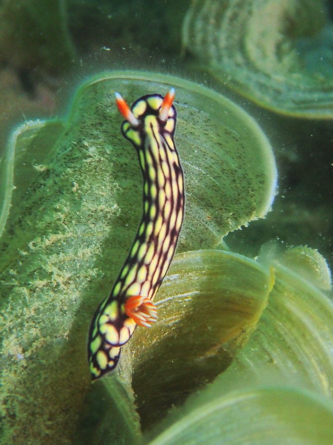 Hypselodoris whitei