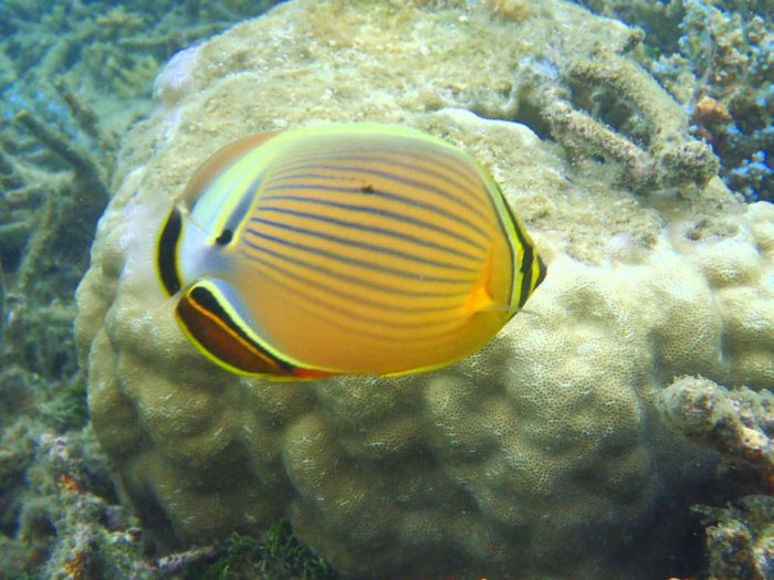 Chaetodon lunulatus