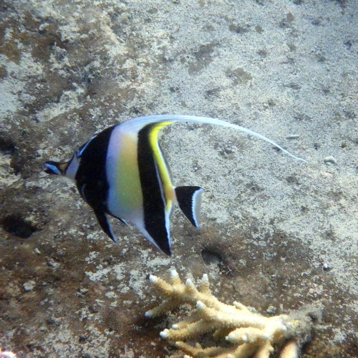 Zanclus cornutus
