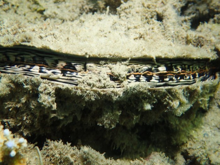 Athrina vexillum