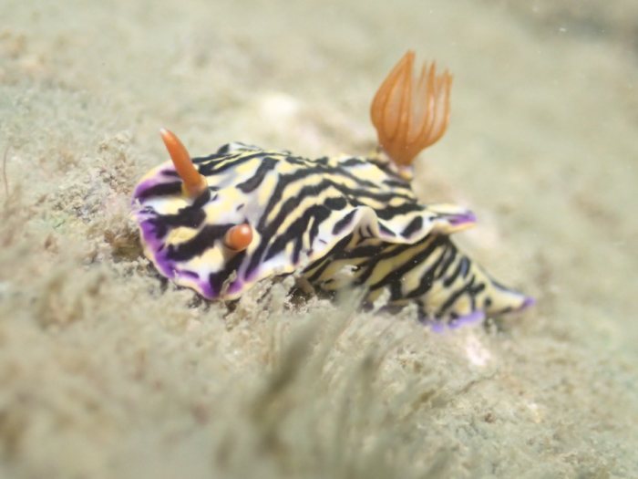 Hypselodoris maritima