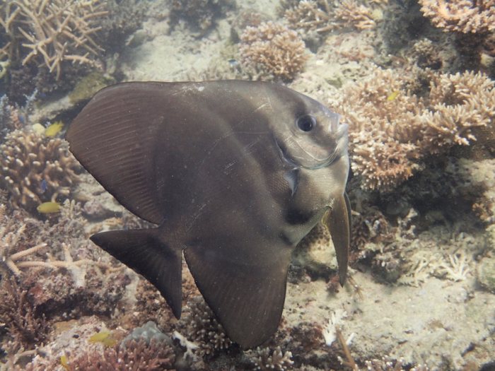 Platax teira