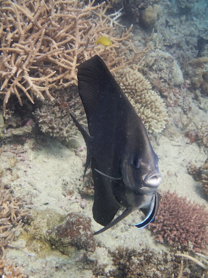 Platax teira
