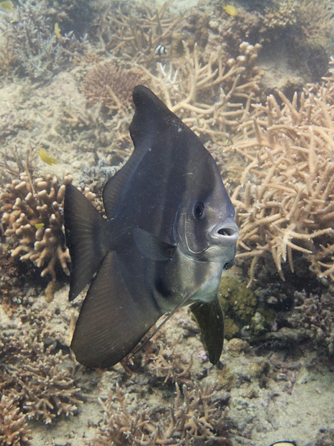 Platax teira