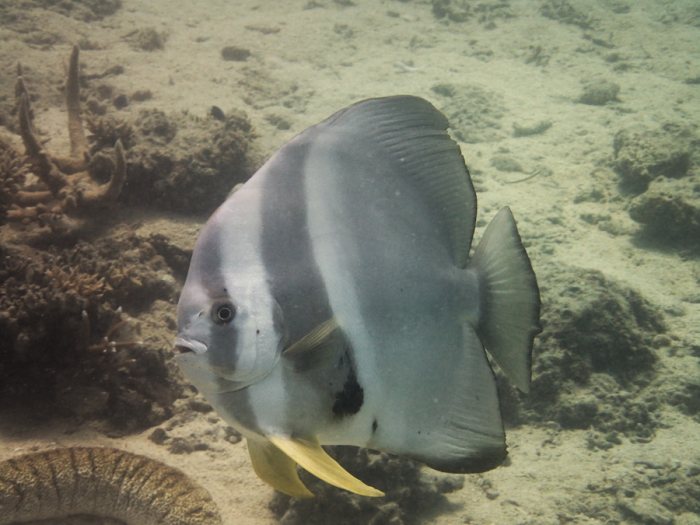 Platax teira