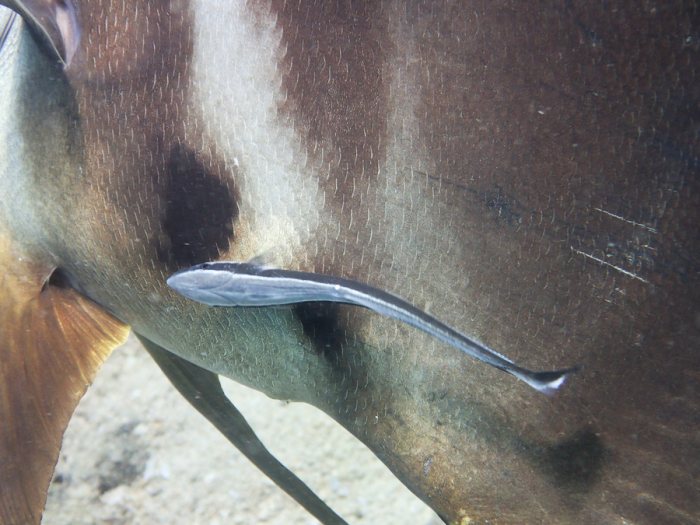 Platax teira