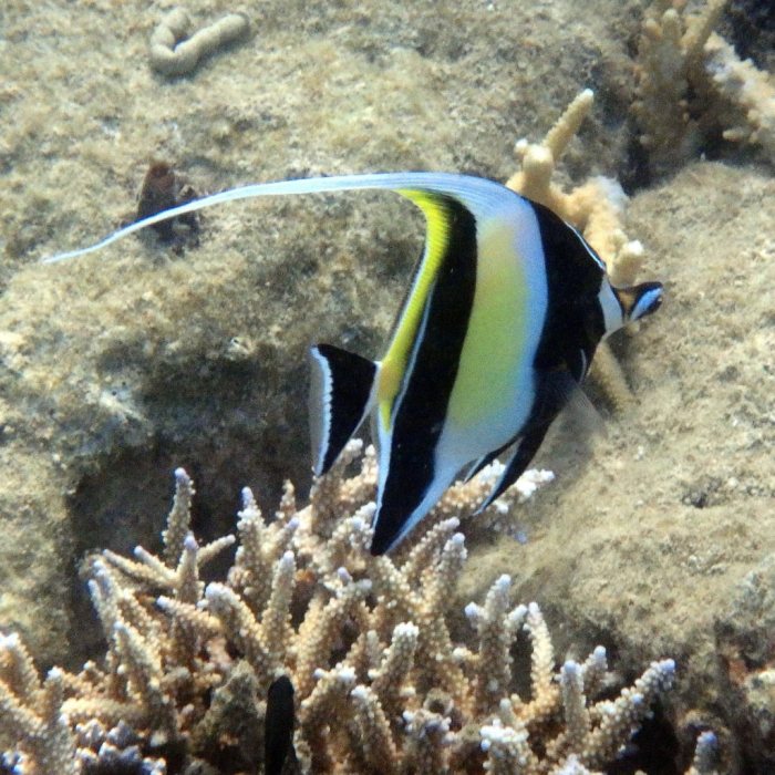 Zanclus cornutus