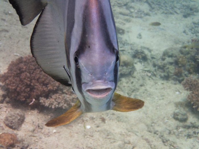 Platax teira