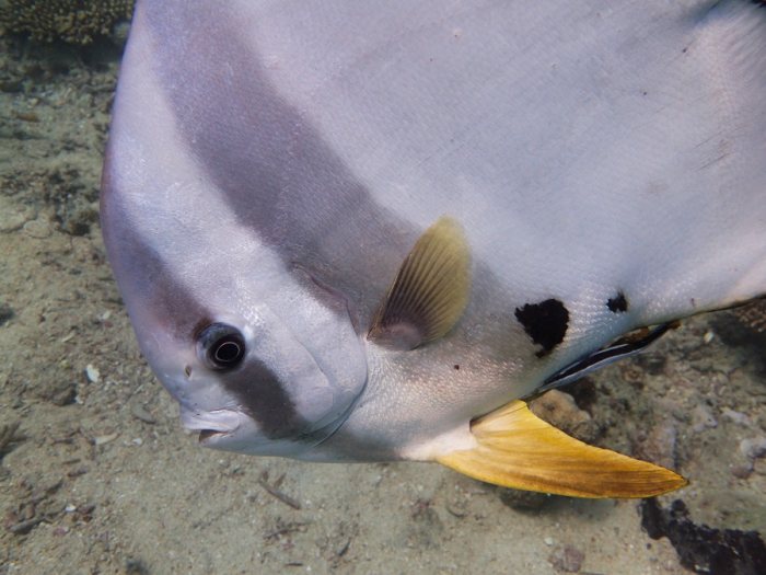 Platax teira
