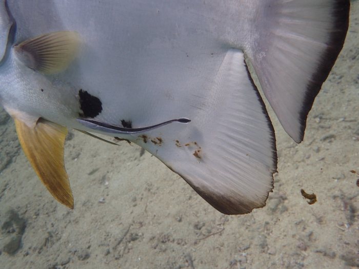 Platax teira
