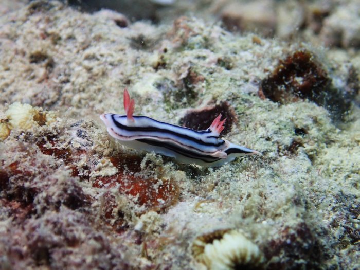 Chromodoris lochi