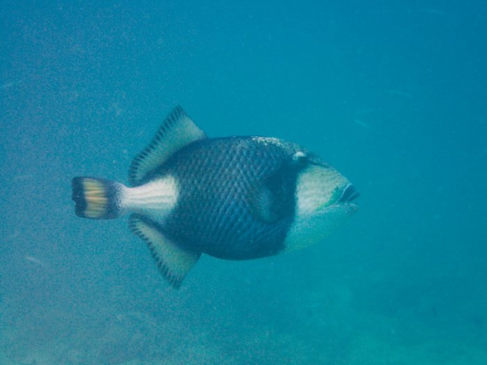 Balistoides viridescens