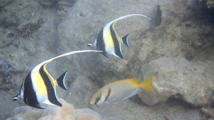 Zanclus cornutus
