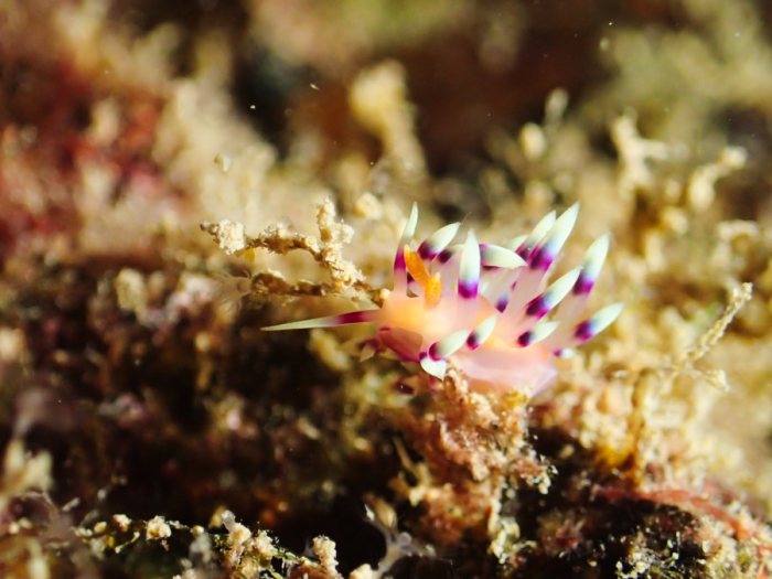 Flabellina exoptata