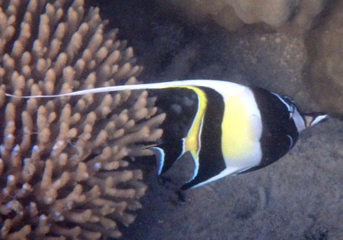 Zanclus cornutus