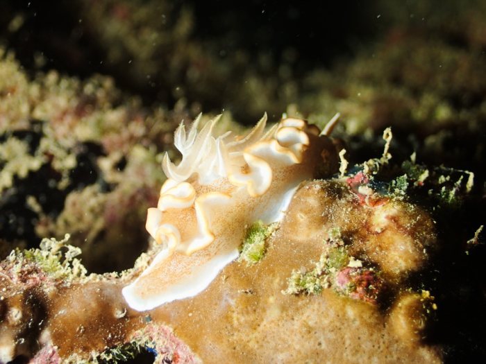Glossodoris rufomarginata