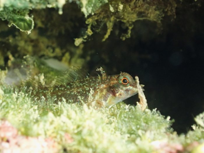 Poisson à trois nageoires