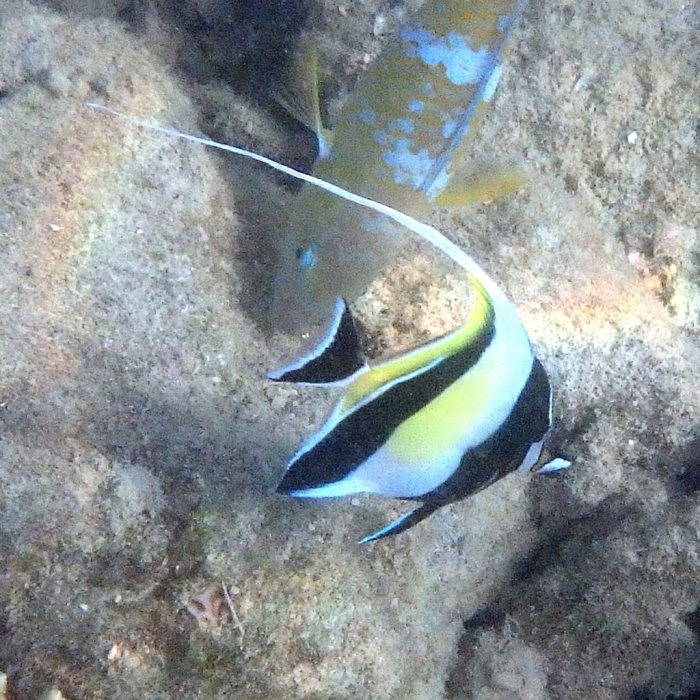 Zanclus cornutus