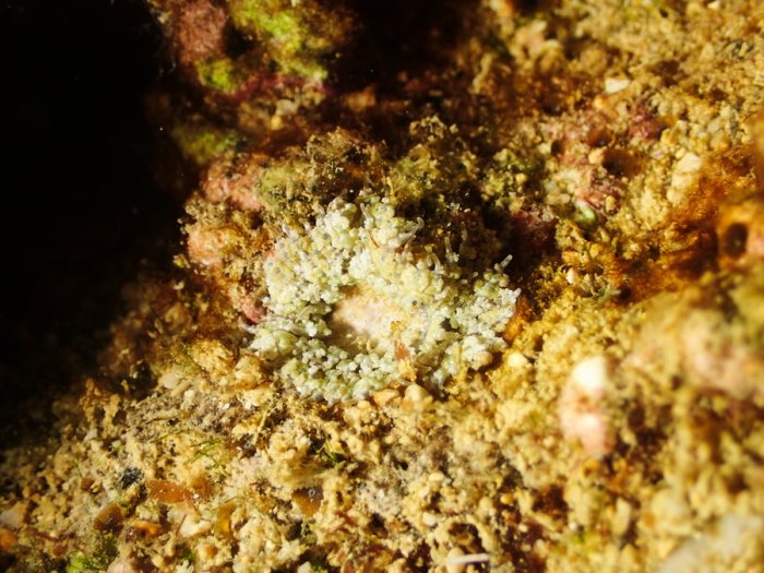 Anémone de mer