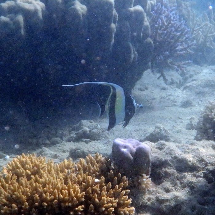 Zanclus cornutus