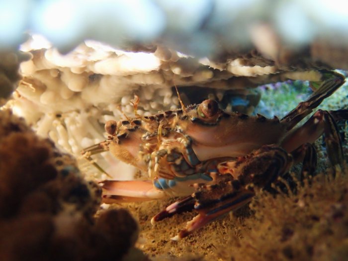 Crabe