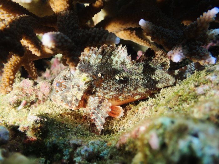 Scorpaenodes kelloggi