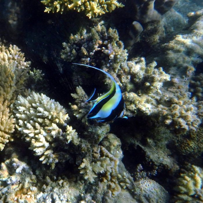 Zanclus cornutus