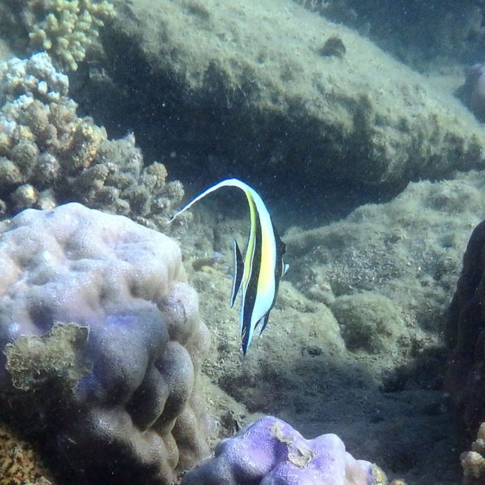 Zanclus cornutus