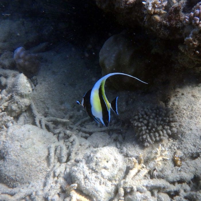 Zanclus cornutus