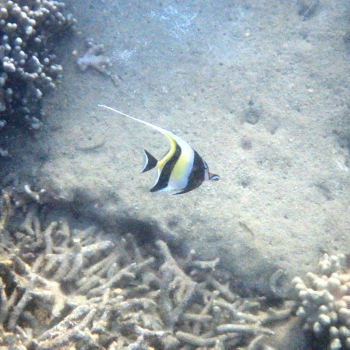 Zanclus cornutus