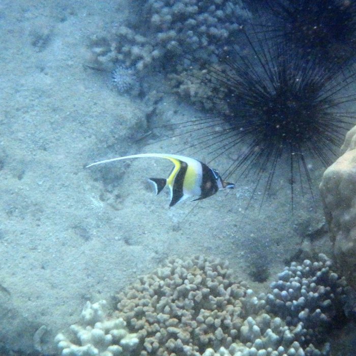Zanclus cornutus