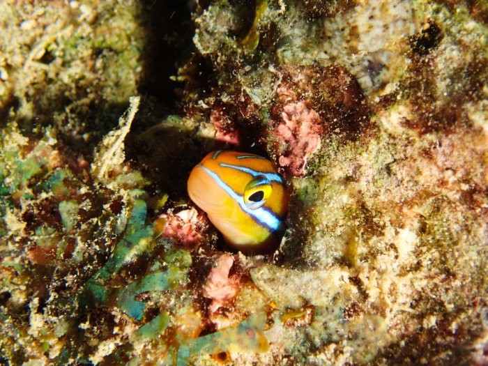 Plagiotremus rhinorhynchos