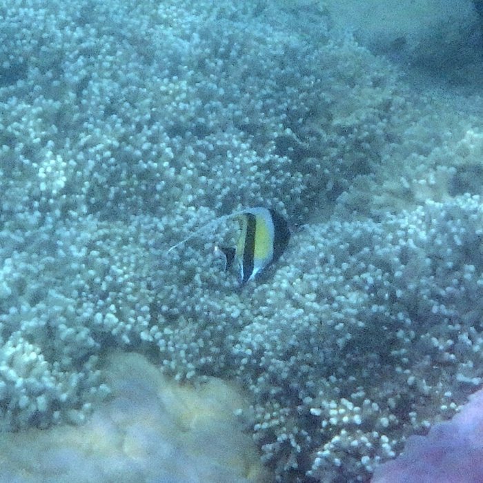 Zanclus cornutus
