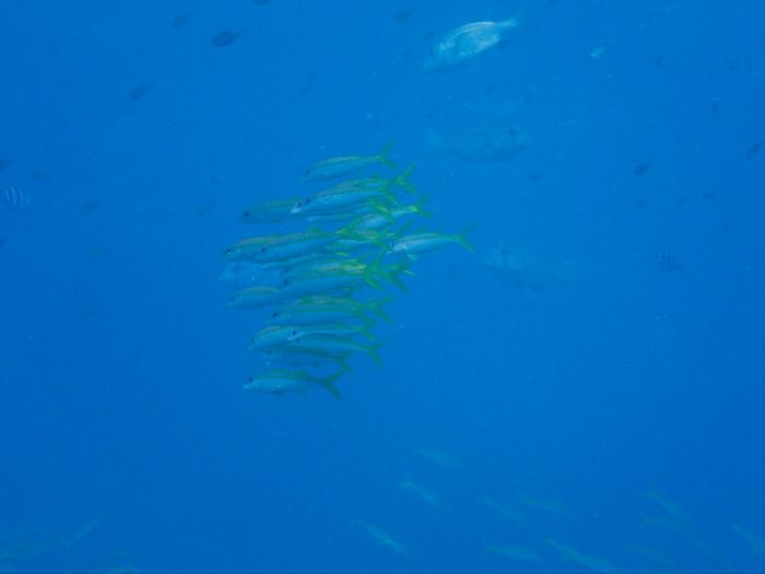 Lutjanus lutjanus