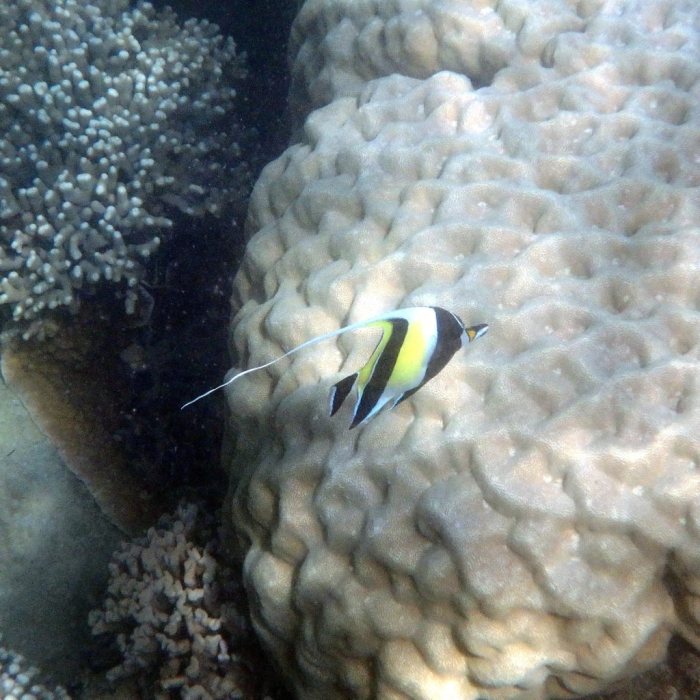 Zanclus cornutus