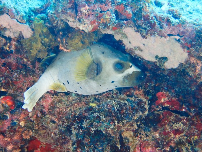 Arothron nigropunctatus
