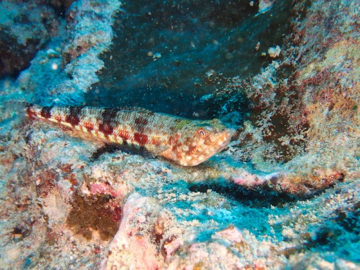 Synodus binotatus
