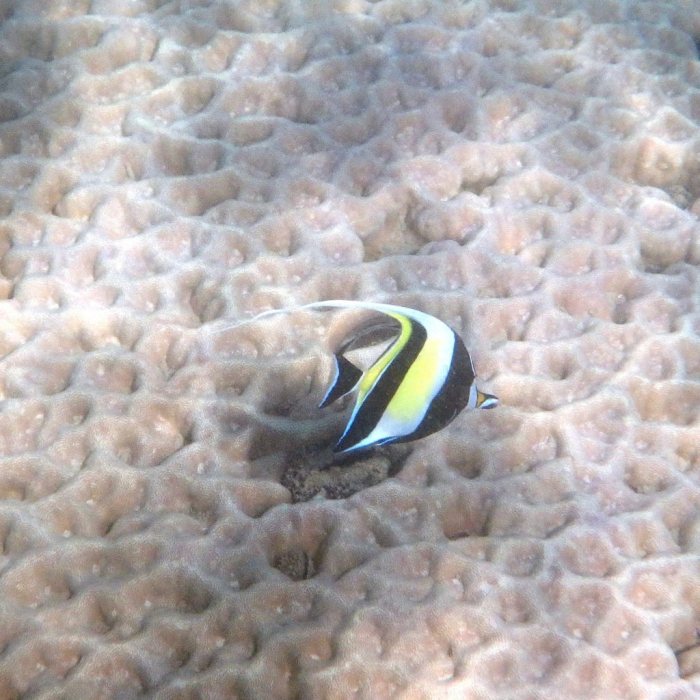 Zanclus cornutus