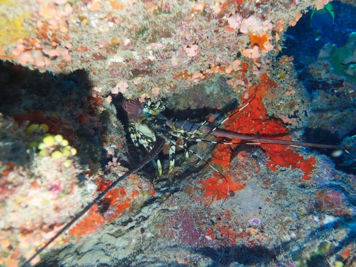 Langouste
