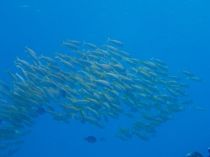 Lutjanus lutjanus