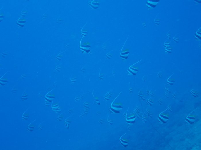 Heniochus acuminatus