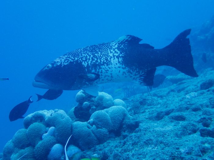 Poissons osseux