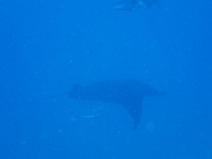 Mobula alfredi
