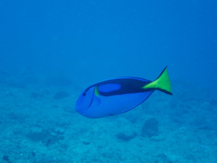 Paracanthurus hepatus